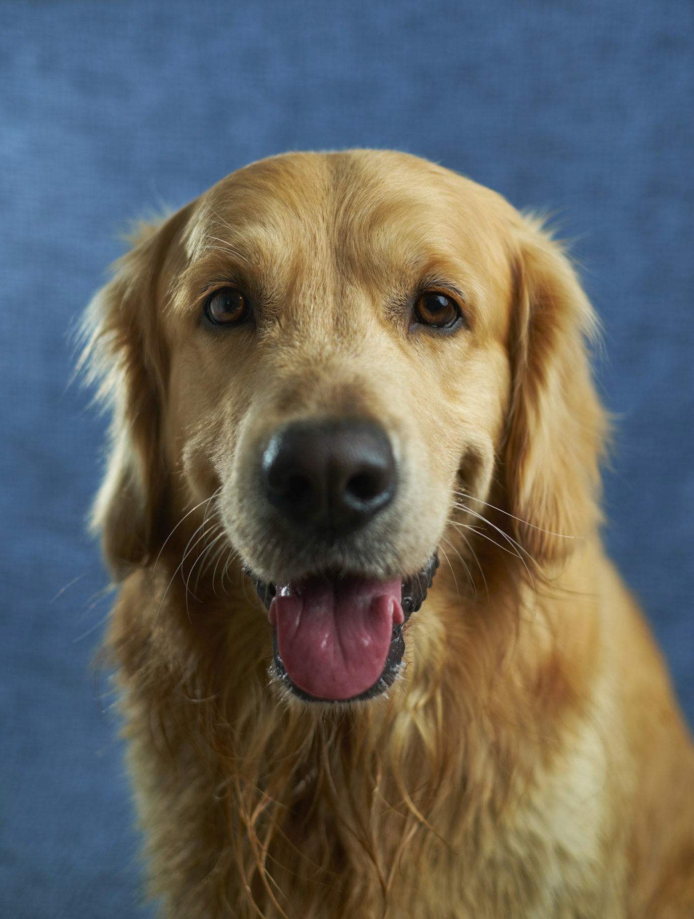 Close portrait of a dog