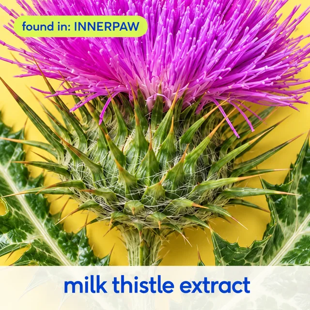 Milk Thistle Extract, found in InnerPaw Daily Drop
