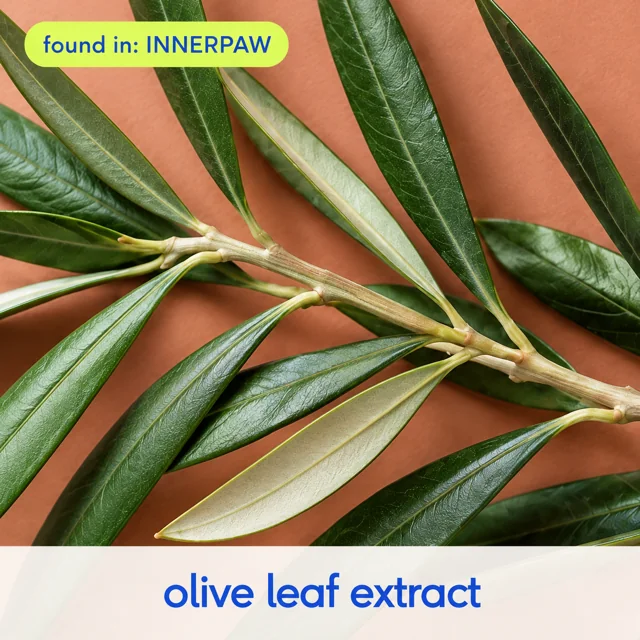 Olive Leaf Extract, found in InnerPaw Daily Drop